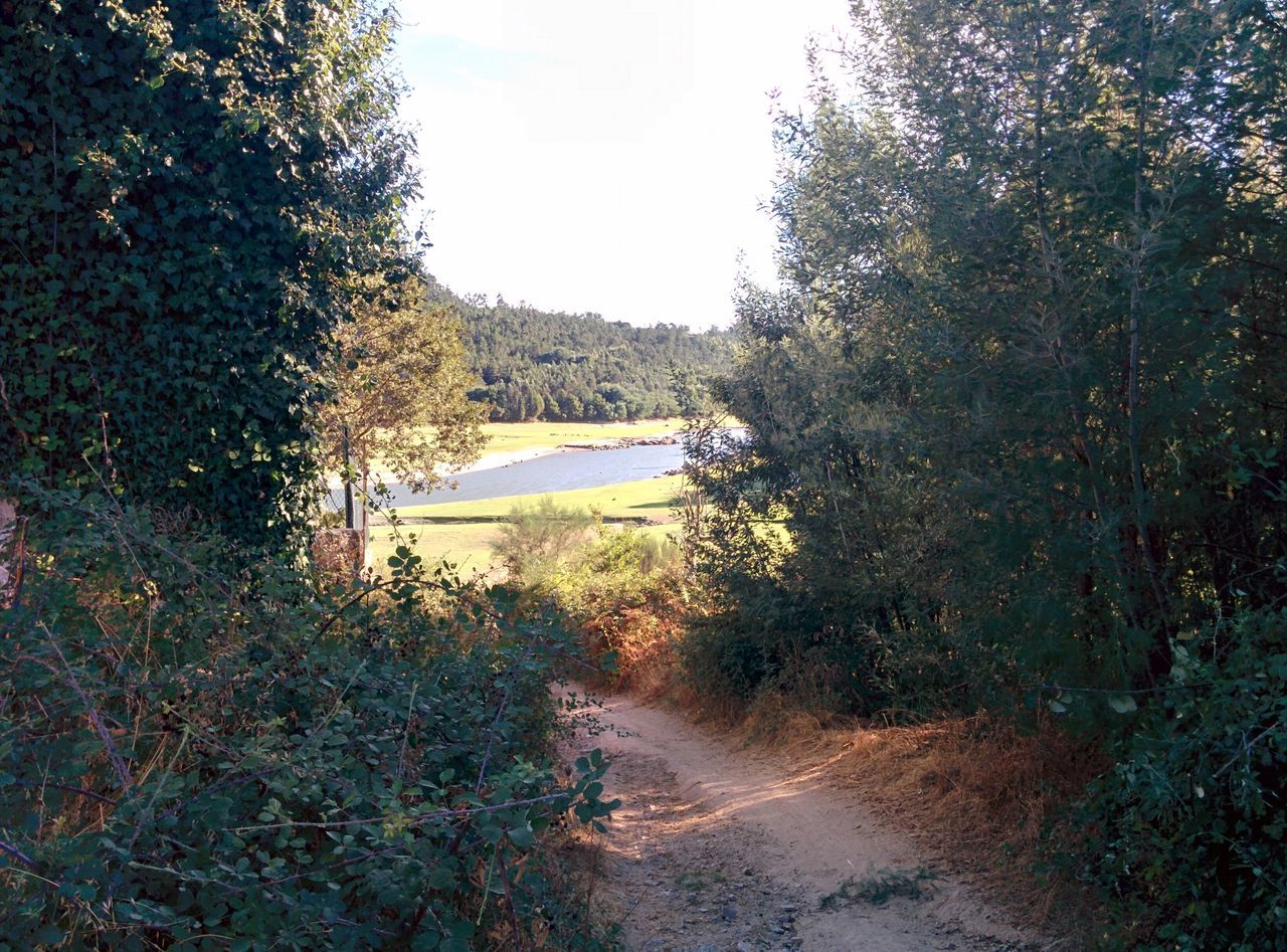 NARROW STREAM ALONG TREES ON COUNTRYSIDE LANDSCAPE