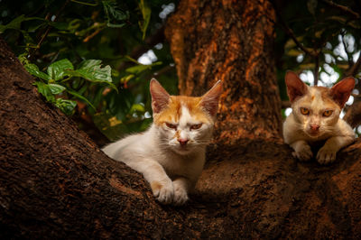Two kittens resting on the branch of a tree and staring at the photographer