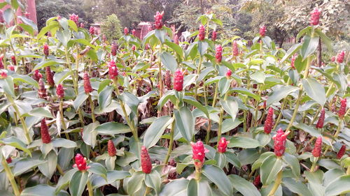 Close-up of flowers blooming outdoors