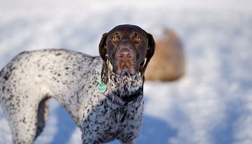 Portrait of a dog