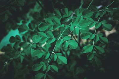 Close-up of moringa leaves