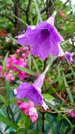 Close-up of wet purple flower