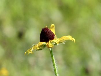 Close-up of flower bud growing outdoors