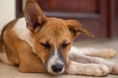 Close-up of a dog resting