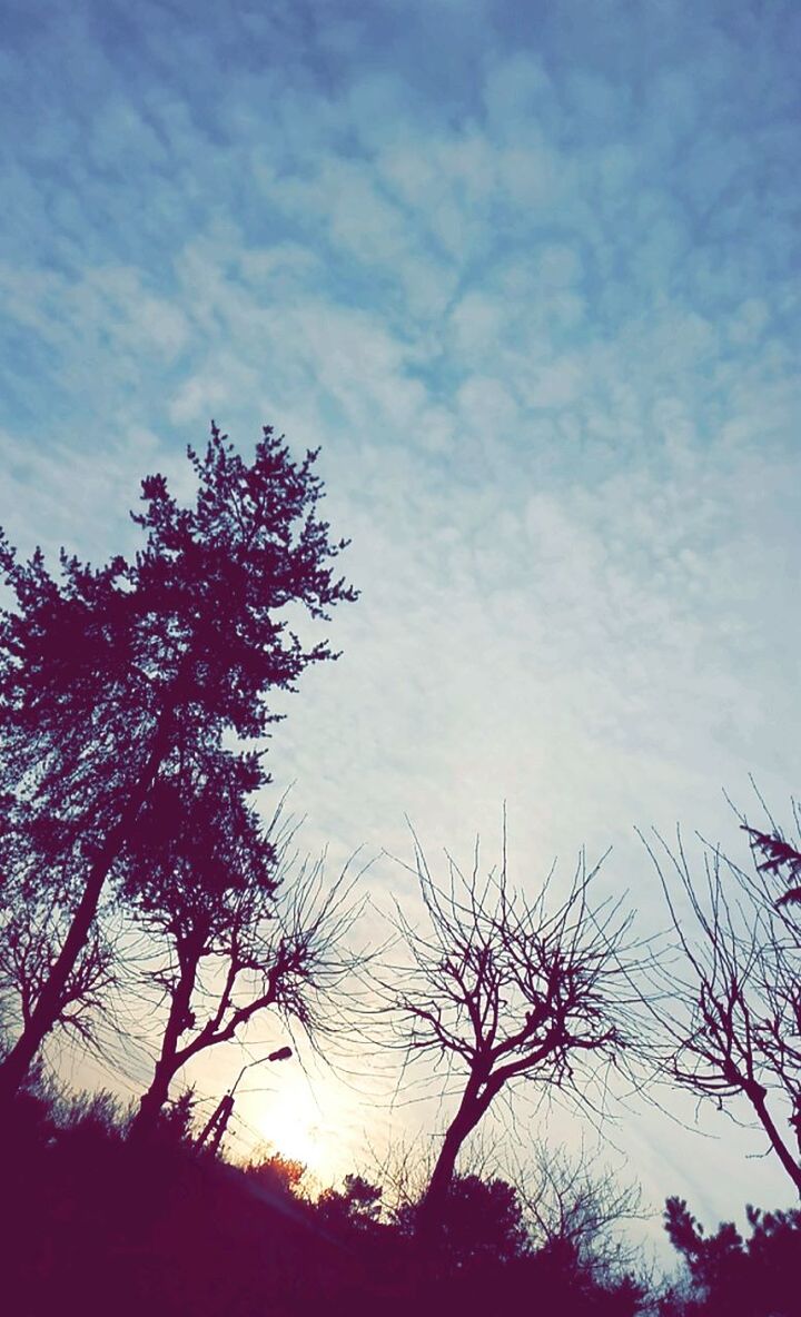low angle view, tree, sky, silhouette, branch, bare tree, cloud - sky, beauty in nature, nature, tranquility, growth, scenics, cloud, sunset, tranquil scene, outdoors, dusk, no people, cloudy, high section