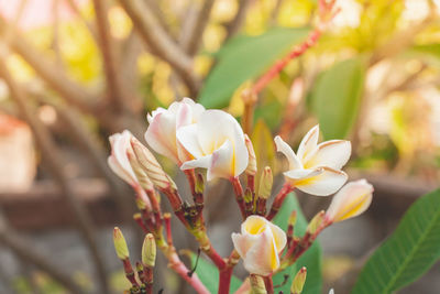 Close-up of white flowering plant