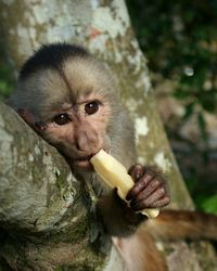 Portrait of monkey eating in ecuador
