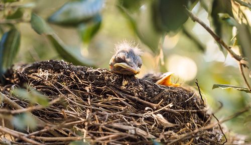 Low angle view of young birds in nest