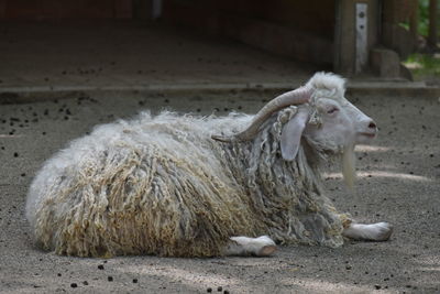 Sheep in a field