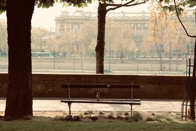 Bench by tree against building