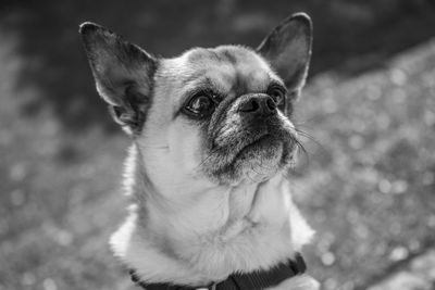 Close-up of a dog