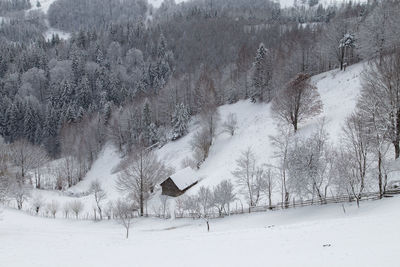 Bare trees on snow covered field