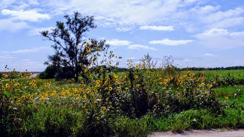 Plants growing on field against sky