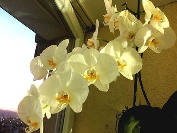 Close-up of white orchids