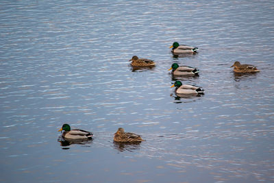 High angle view of mallard ducks swimming in lake