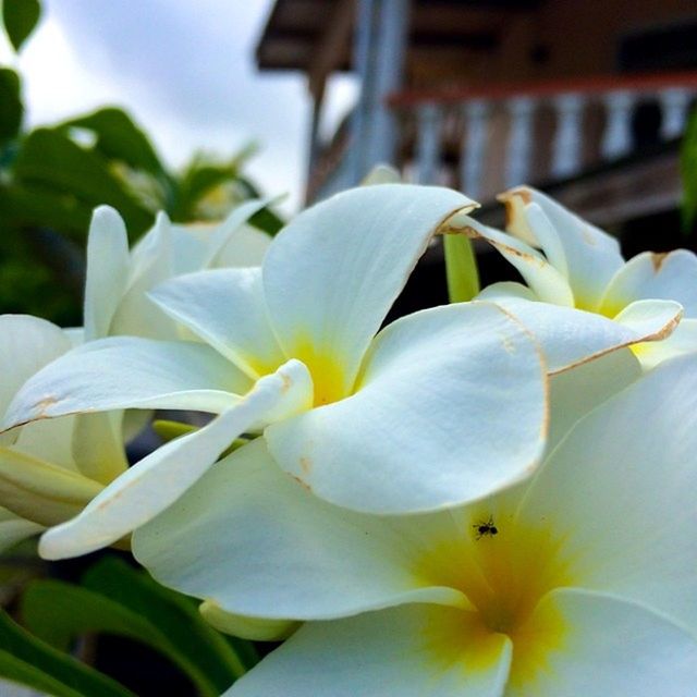 flower, petal, flower head, freshness, fragility, white color, beauty in nature, growth, close-up, blooming, nature, focus on foreground, plant, pollen, yellow, selective focus, day, in bloom, stamen, no people