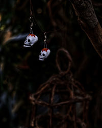 Close-up of skulls decoration hanging from tree