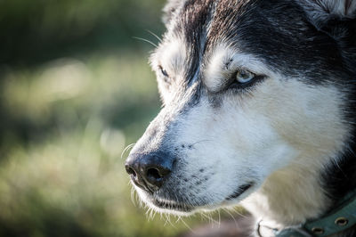 Close-up of dog looking away