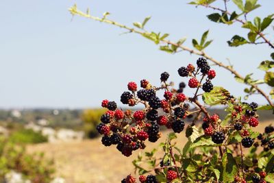 Close-up of berries growing on tree