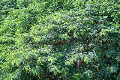 Full frame shot of trees in forest