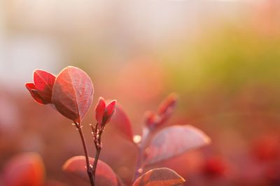 Close-up of red flower against blurred background