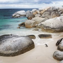 Penguin by rocks on shore 