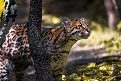 Close-up of an ocelot looking away