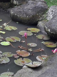 High angle view of lotus water lily in pond