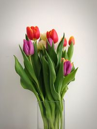 Close-up of pink tulips in vase against white background