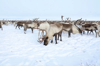 Horses on snow covered field