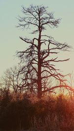 Bare trees against sky at sunset