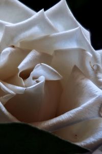 Close-up of white roses