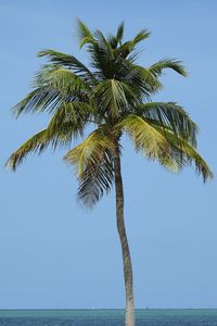 Palm tree by sea against sky