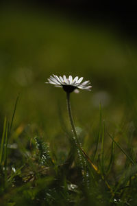 Close-up of flower in water