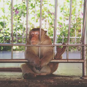 Monkey sitting in a zoo