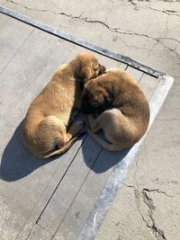 High angle view of puppy sleeping