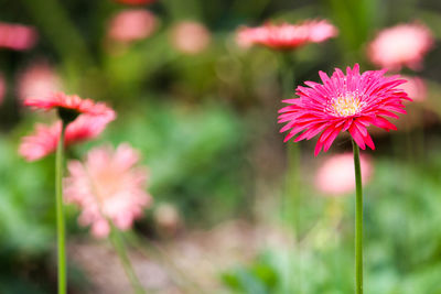 Close-up of pink flower blooming outdoors