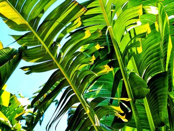 Low angle view of palm tree leaves