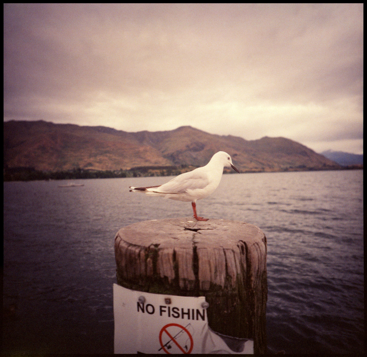 SEAGULLS PERCHING ON WOODEN POST IN SEA