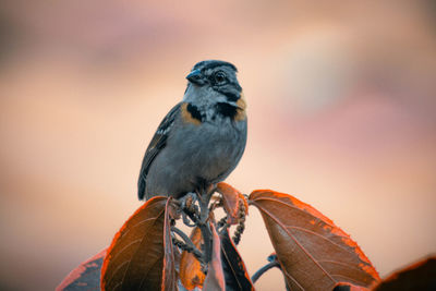 Close-up of bird perching on a tree