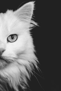 Close-up of a cat looking away