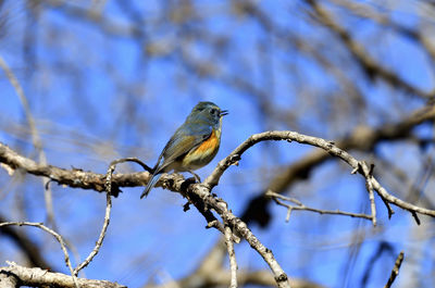 Close-up of a bird perching on a branch