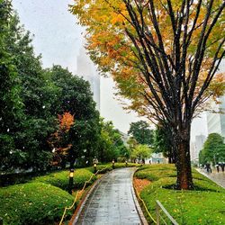 Autumn trees in park against sky