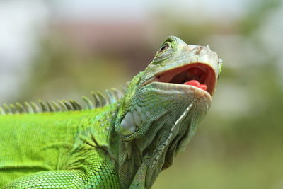 Close-up of iguana