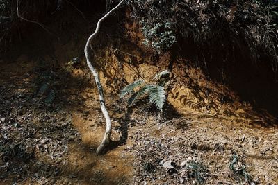 High angle view of starfish on rock