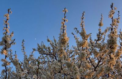 Low angle view of trees against clear blue sky