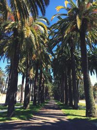 Palm trees against sky