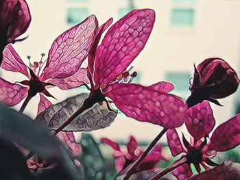 Close-up of pink orchids