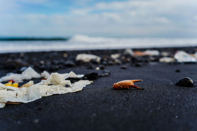 Close-up of shell on beach against sky