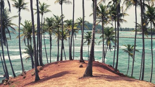 Palm trees by swimming pool against sky